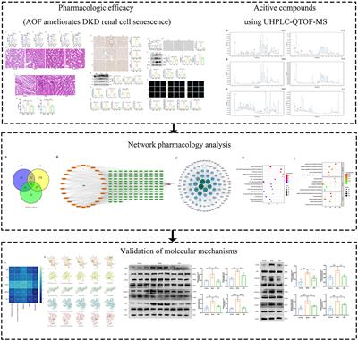 Integrating serum pharmacochemistry and network pharmacology to explore potential compounds and mechanisms of Alpiniae oxyphyllae fructus in the treatment of cellular senescence in diabetic kidney disease